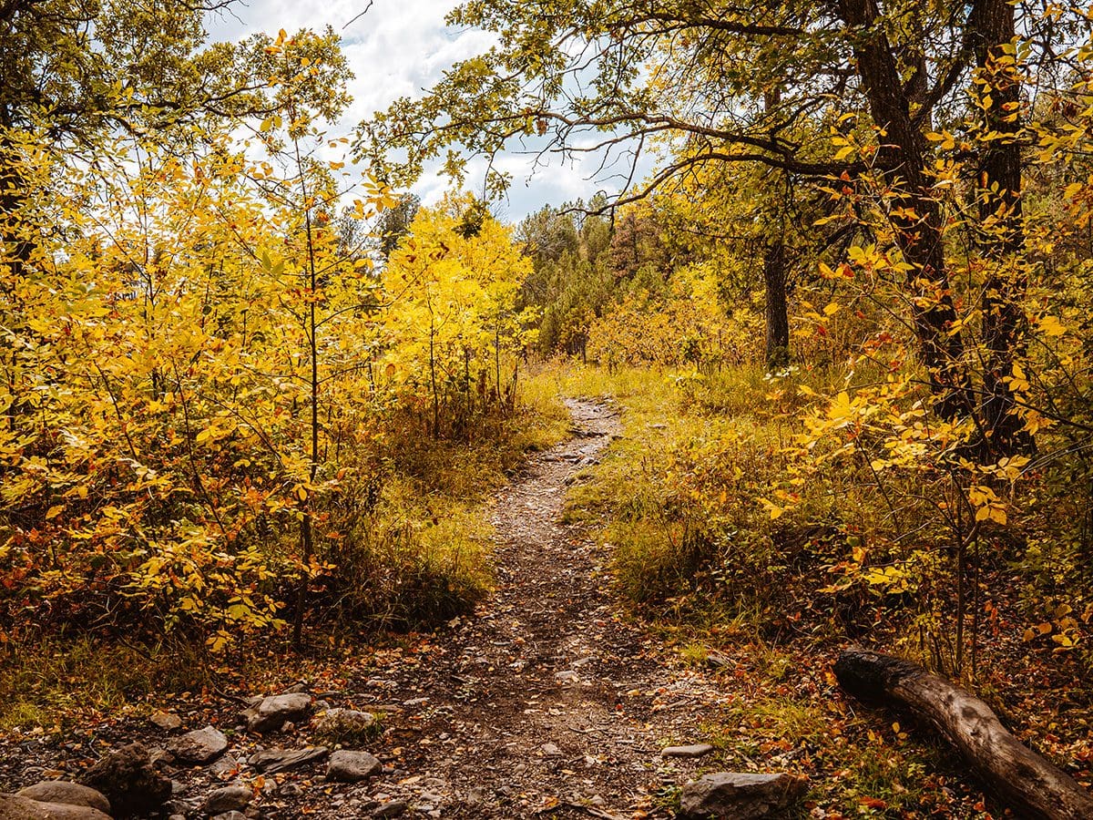 Trail through changing leaves in fall at Custer State Park