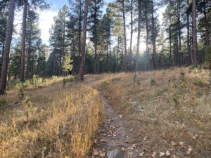 badger clark trail sun and grass 300x225