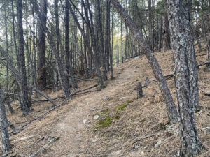 badger clark trail through thick trees 300x225