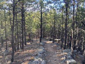 badger clark trail through trees 300x225