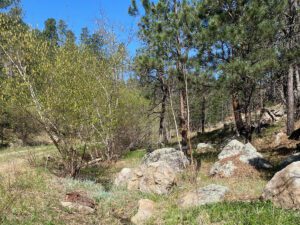 barnes canyon trail rocks and trees by path 1 300x225