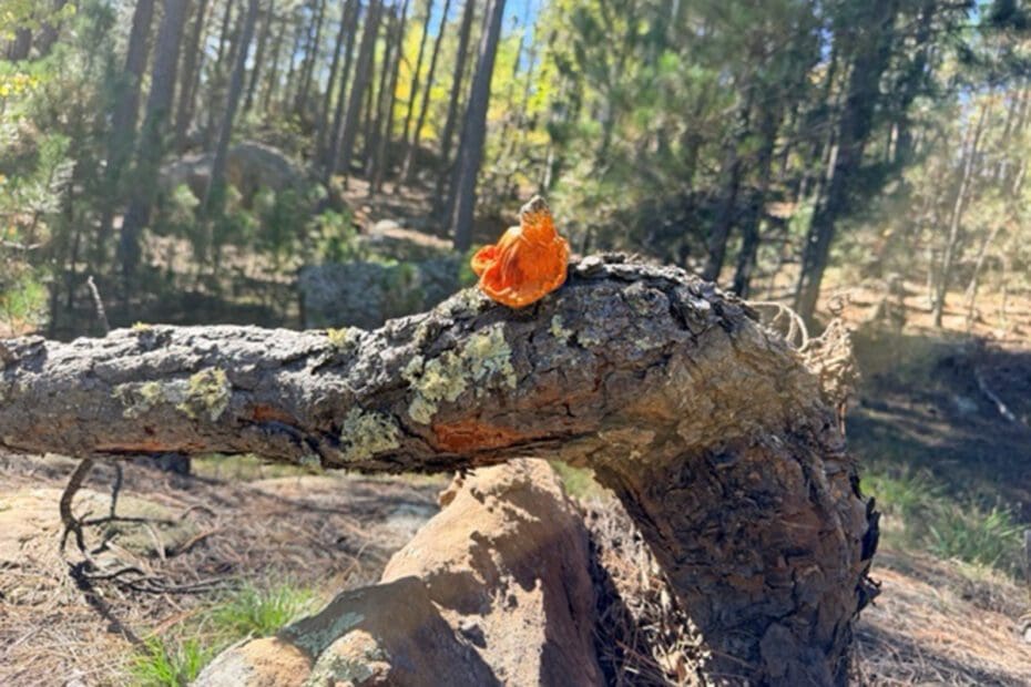 orange mushroom on a tree branch along Bone Collector Trail