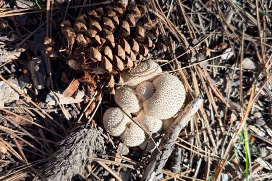 white spikey mushroom next to pinecone on Bone Collector Trail