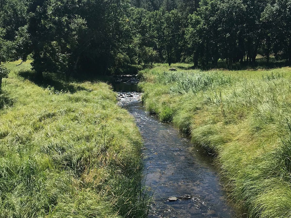 Creek by Creekside Trail in Custer State Park