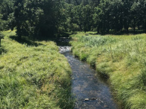 creekside trail creek through grass 300x225