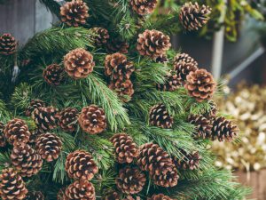 jolly lane pine tree boughs 300x225