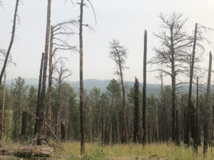 lovers leap trail view of hills through dead trees 300x225