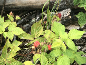lovers leap trail wild raspberries 300x225