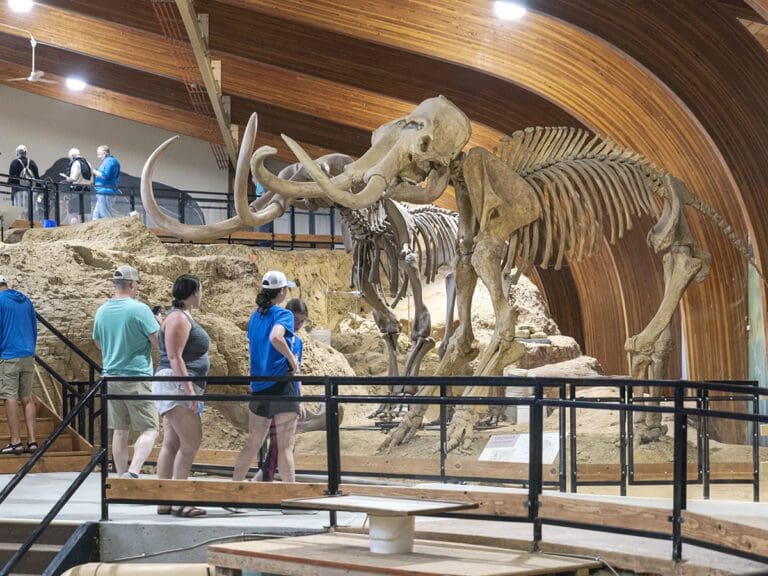 mammoth site exhibit 768x576