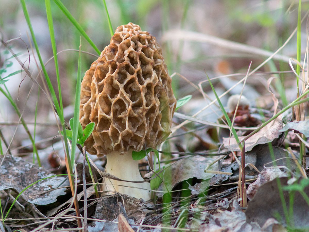 Morel mushroom on forest floor