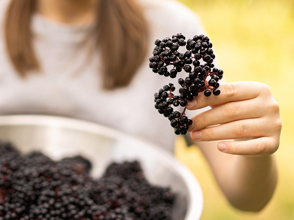 Close-up of woman holding bowl of elderberries