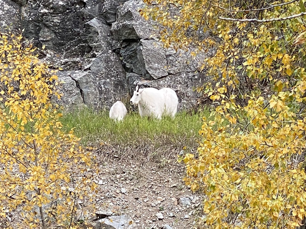 Goats in Spearfish Canyon in the fall color