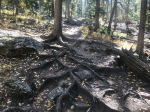 sunday gulch trail tree roots 300x225