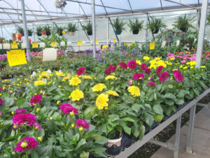 jolly lane greenhouse flowers 1 300x225