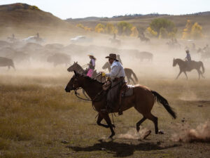custer state park buffalo roundup 300x225