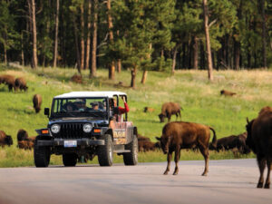 custer state park safari buffalo 300x225