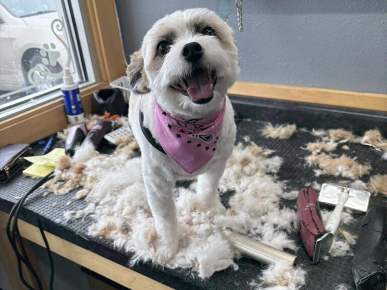 jeanies pet grooming salon groomed dog 1 768x576