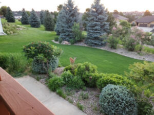 mystic mountain landscape lawn 300x225