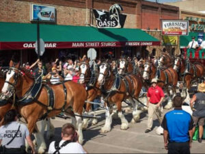 oasis fireside sturgis clydesdales 300x225