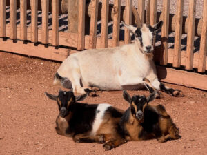 old macdonalds farm rapid city goats 300x225