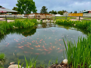 old macdonalds farm rapid city gold fish pond 300x225