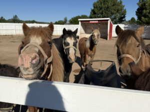 old macdonalds farm rapid city ponies 300x225