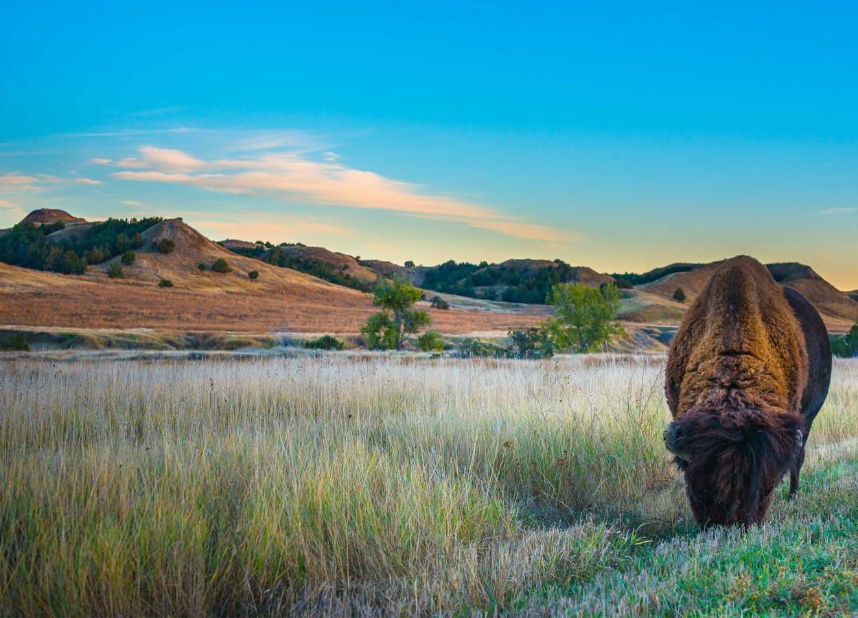 Bison grazing alongside the Medicine Root Trail