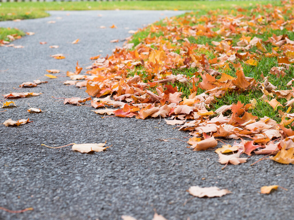 Asphalt with leaves on it