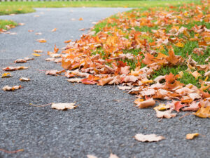 Asphalt with leaves on it