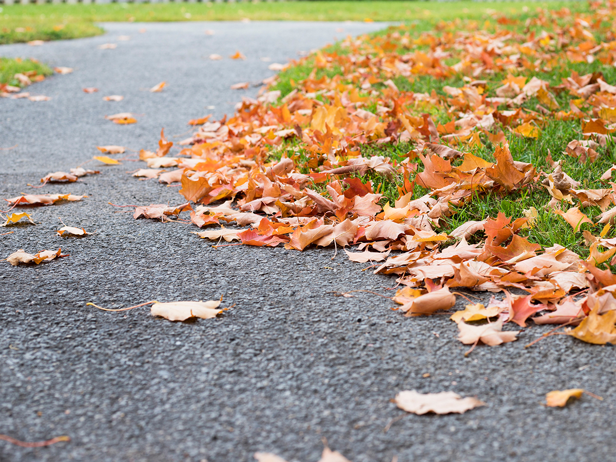 Asphalt with leaves on it