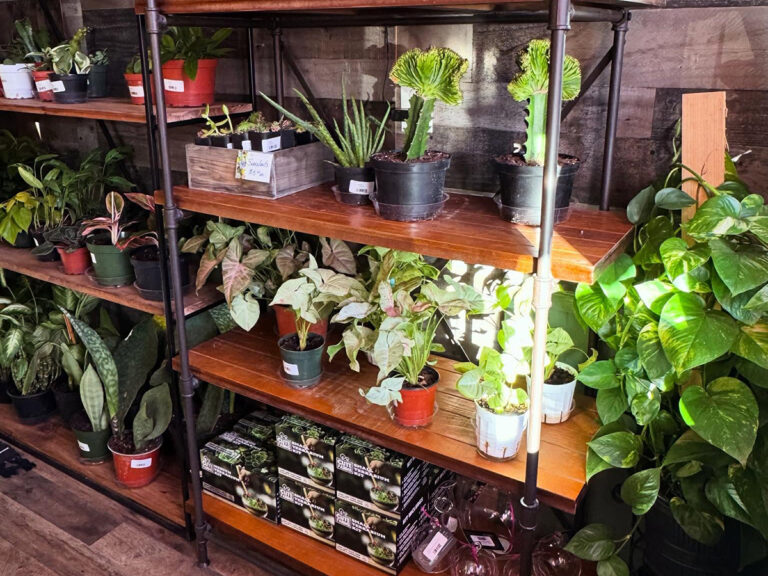 belle flower co plants 768x576