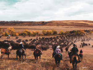 black hills roundup 300x225
