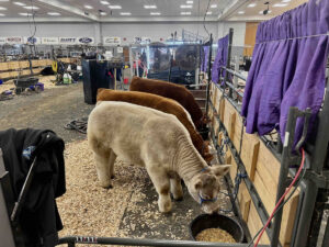 black hills stock show beef exhibits 300x225