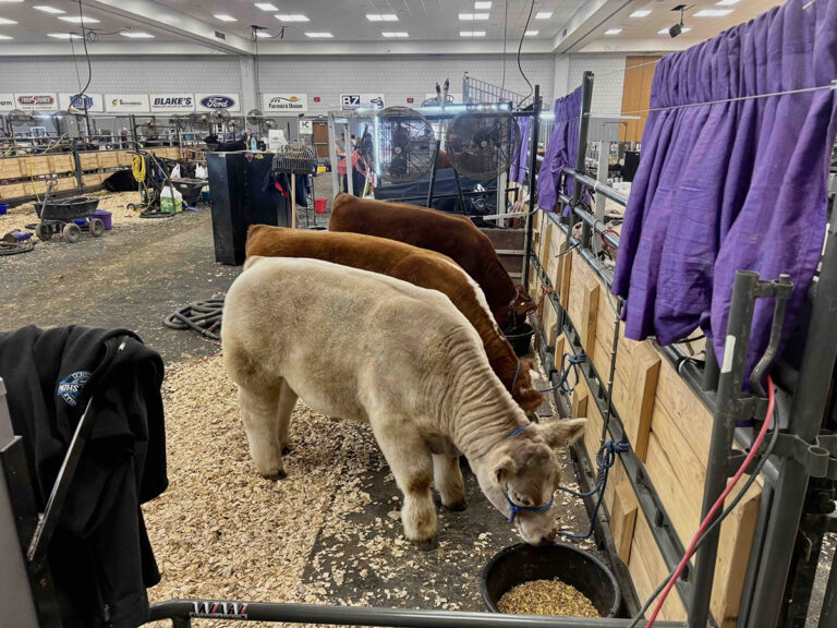 black hills stock show beef exhibits 768x576