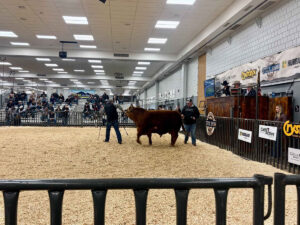 black hills stock show beef sale 300x225