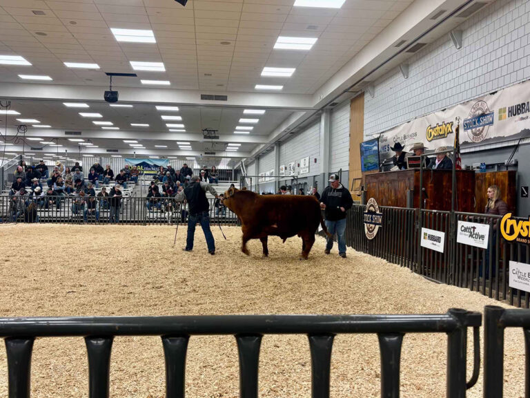 black hills stock show beef sale 768x576