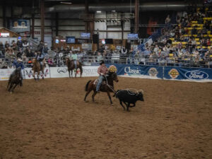 black hills stock show calf roping 300x225