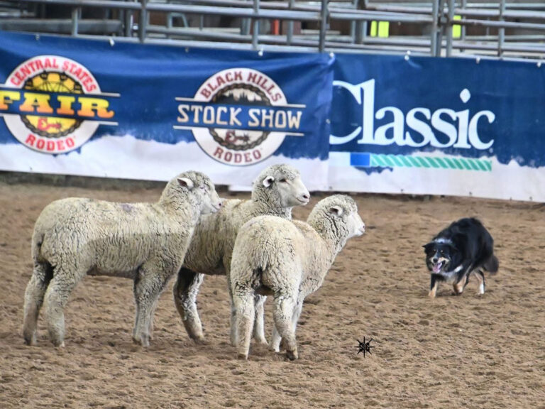 black hills stock show dog herding sheep 768x576