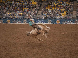 black hills stock show rodeo bronc 300x225