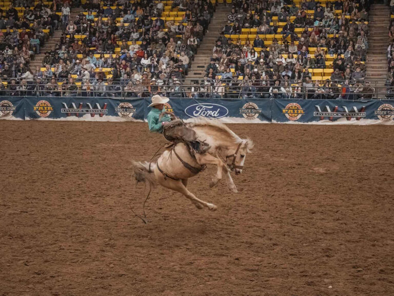 black hills stock show rodeo bronc 768x576