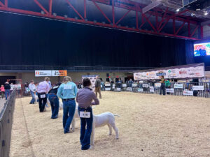 black hills stock show sheep show 300x225