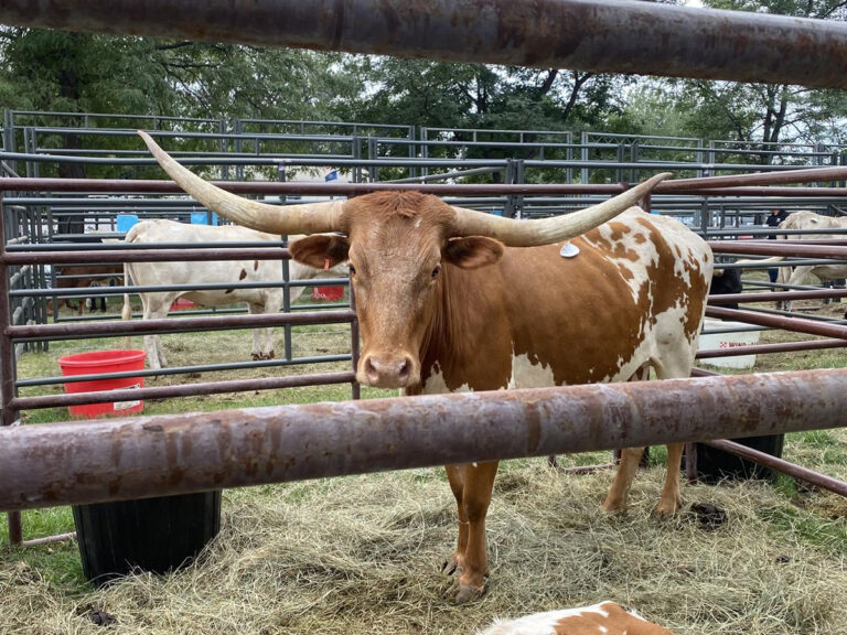 central states fair longhorn 768x576