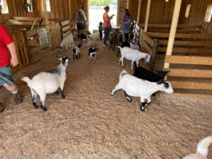 central states fair petting zoo goats 300x225