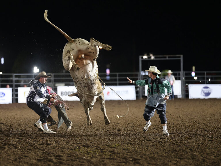 central states fair rodeo bull 768x576