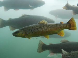 d c booth fish hatchery trout 300x225