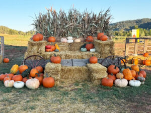 lil harvesters pumpkin patch display 300x225