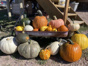 the patch at blossom ridge pumpkins 300x225