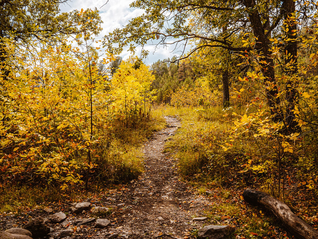 Trail through changing leaves in fall at Custer State Park