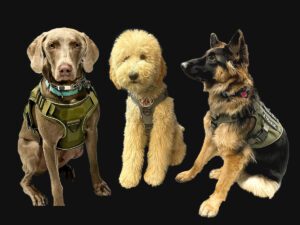 paws and pearls service dogs 300x225